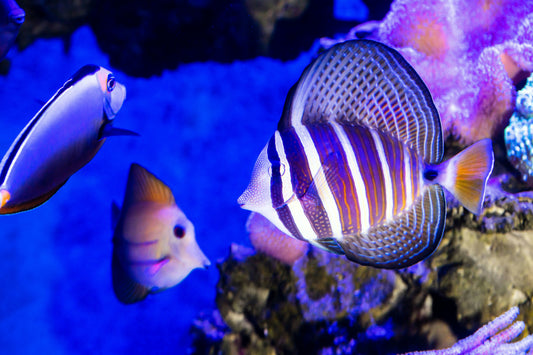 Sailfin Tang